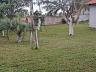 Casa � venda no balne�rio P�rola - Arroio do Sal/RS 5