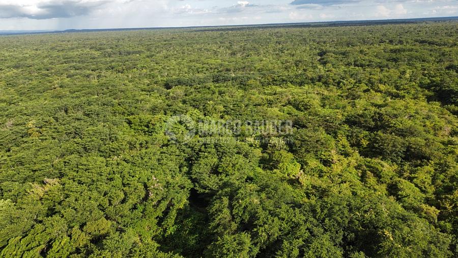100 Hectares para lavoura Soja em Cocal - Norte do Piauí — foto 2