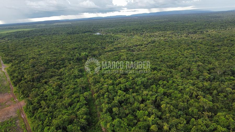 100 Hectares para lavoura Soja em Cocal - Norte do Piauí — foto 4