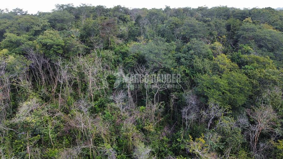 100 Hectares para lavoura Soja em Cocal - Norte do Piauí — foto 5
