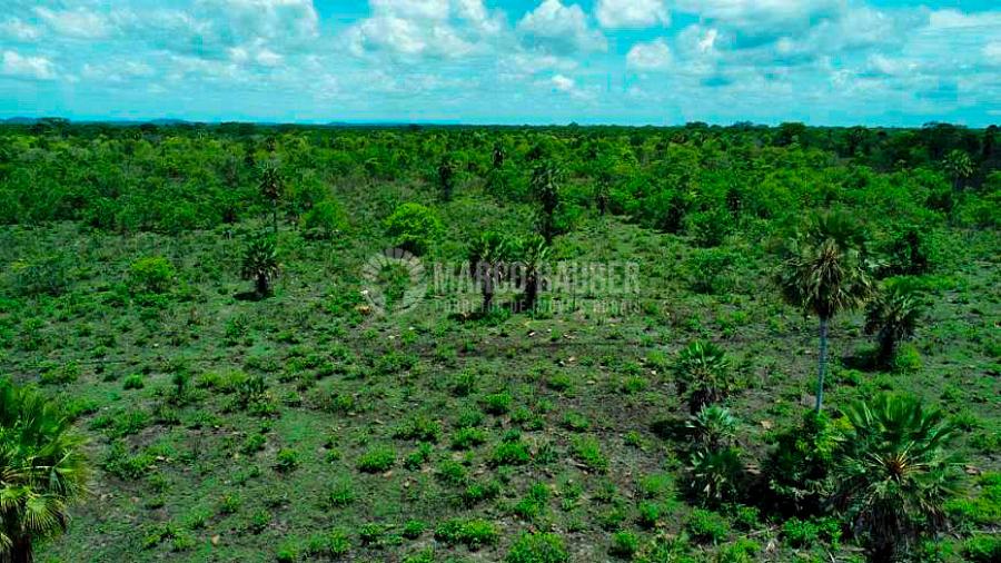 Fazenda com 1901 Hectares em Batalha — foto 7