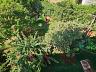 Aldeia do Vale | Goi�nia | 4 Su�tes | Piscina Aquecida | Quintal com �rvores Frut�feras 9
