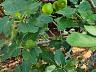Aldeia do Vale | Goi�nia | 4 Su�tes | Piscina Aquecida | Quintal com �rvores Frut�feras 10