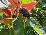 Aldeia do Vale | Goi�nia | 4 Su�tes | Piscina Aquecida | Quintal com �rvores Frut�feras 11
